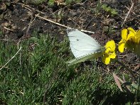 Rifugio_della_Galvarina - 20100509 094.jpg